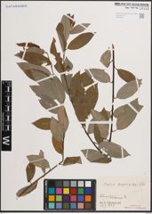 Foto von Salix daphnoides Vill.